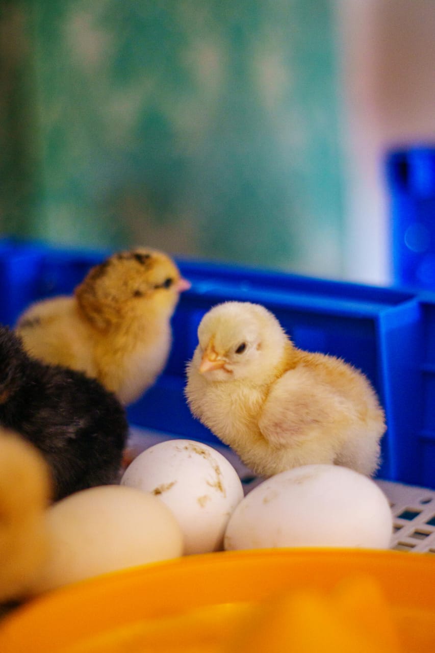 Poultry House